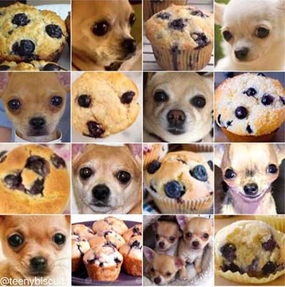 The sorting images meme with Chihuahua and Muffin.
