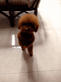 dancing puppy