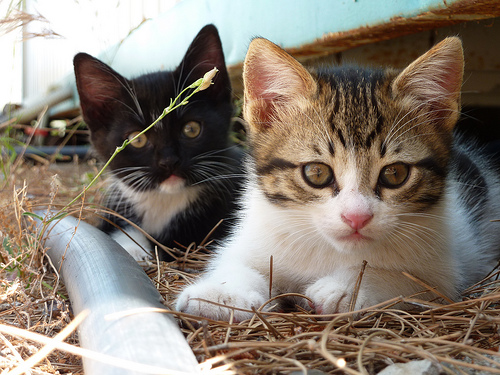 Found: kittens! Photo: www.flickr.com/photos/jameswragg/4688532009